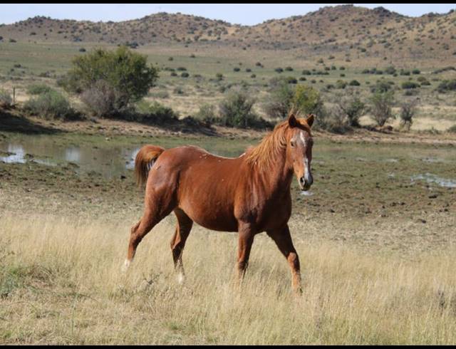 31HA FARM FOR SALE IN MIDDELBURG RURAL